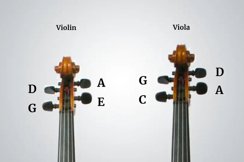 viola